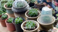 植物闷养是不是长得快