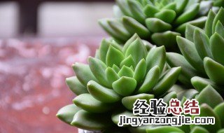 多肉植物怎么养胖? 多肉植物养胖方法