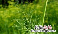 莳萝和茴香有什么区别 莳萝和茴香的区别是什么