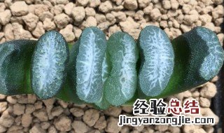 黄金玉扇的种植方法 黄金玉扇怎么养