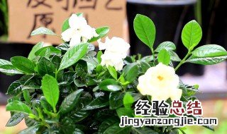 带花苞栀子花刚买回来怎么养? 怎么养的带花苞栀子花