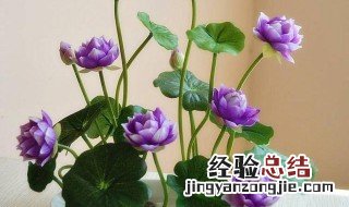 无土水培碗莲发芽后怎么养? 无土水培碗莲发芽后养殖方法