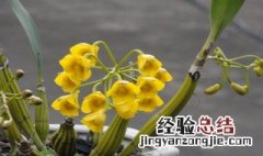 鼓槌石斛怎么养才开花? 鼓槌石斛怎么养才会开花