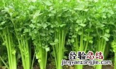 芹菜浇水的最佳方法视频 芹菜浇水的最佳方法