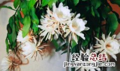 昙花如何养护才开花? 昙花怎么养护才开花