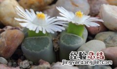 石生花如何养活? 石生花养植技巧