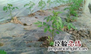 蔬菜苗期倒苗方法 蔬菜苗期倒苗有什么方法