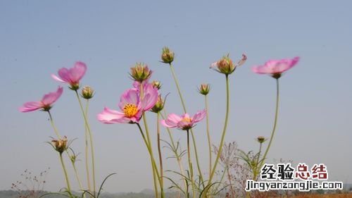 格桑花到底是什么花，花语和寓意是什么