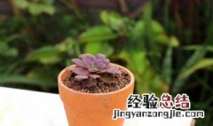 多肉植物养殖方法冬天 冬天怎么养多肉