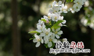 海棠花花期多久 海棠花花期多久浇水