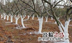 冬天果树正确涂白方法 冬天果树怎么涂白