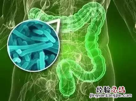 女人喝哪个牌子益生菌好 三大品牌益生菌值得信赖