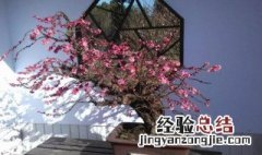 梅花盆景如何施肥 梅花盆景施肥方法