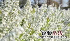 喷雪花花期后如何修剪 喷雪花花期多久时间