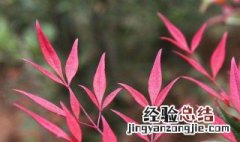 兰竹的种植方法和时间 兰竹的种植方法和时间视频