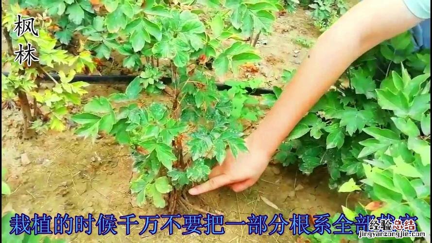 牡丹花怎样管理