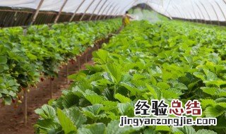 种菜步骤方法 如何种菜