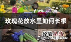 水养玫瑰花生根的方法 玫瑰花放水里如何长根