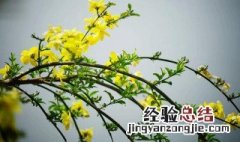 迎春花的花语 迎春花的花语,功效,特点