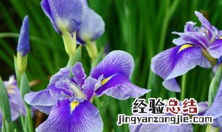 菖蒲花的花语 菖蒲花的花语是什么