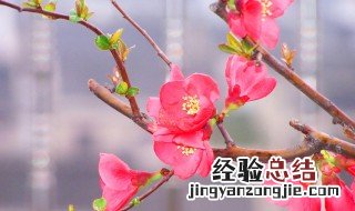 海棠花的花语是什么 海棠花的花语是什么 百度网盘