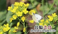 种植油菜花的方法步骤 种植油菜花的方法步骤是什么