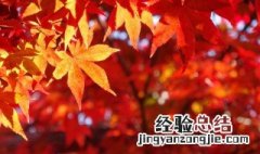 红枫的花语是什么 红枫的花语是什么含义