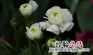 花毛茛的花语 花毛茛的花语我喜欢