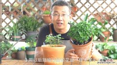 这3种植株试着用“水”养，不换“花盆”照样呼呼长！