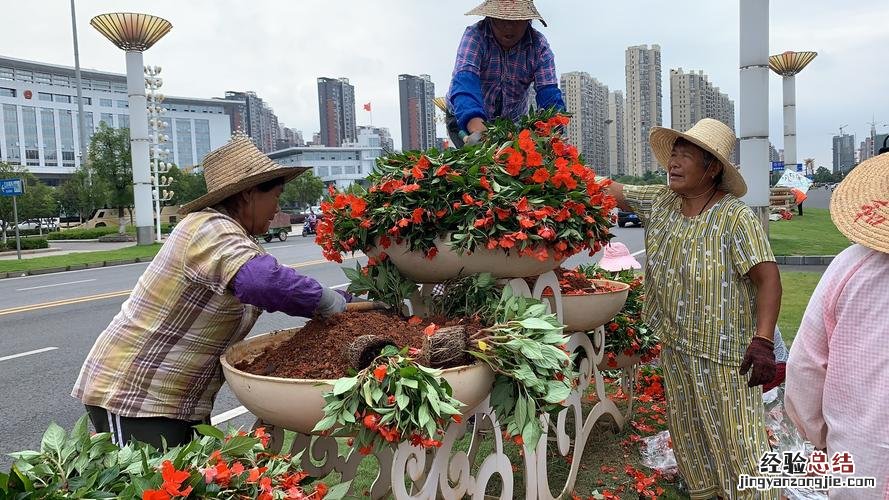 一串红怎么种植