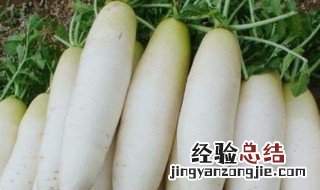 减肥期间为什么不能吃白萝卜 减肥期间能吃萝卜吗