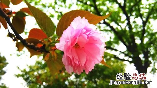 桃梅什么时候开花