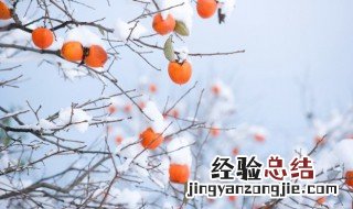 柿子的特点有哪些 柿子的特点是什么?