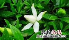 栀子花苞没开就掉了怎么办? 栀子花没开花苞就掉了怎么处理