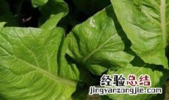 棒菜种植时间和方法 棒菜如何种植