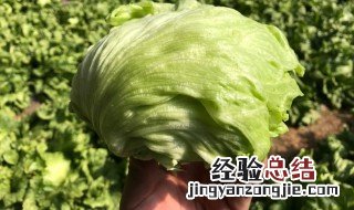 圆生菜如何保存 圆生菜怎样保存