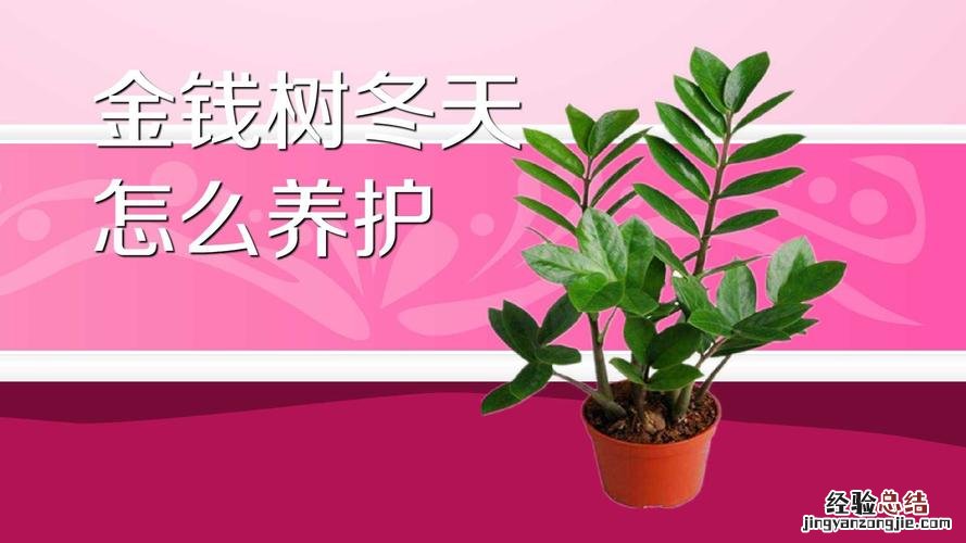 金钱树的冬夏养护问题