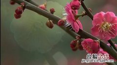 惠州适合养什么花，市花和市树是什么