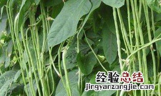 豆角种植流程 豆角种植收获方法