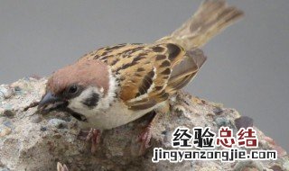 麻雀的特点和生活特征和外形 麻雀的特点和生活特征