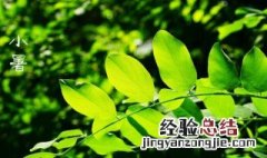 小暑节气的气候特点 小暑节气有何特点