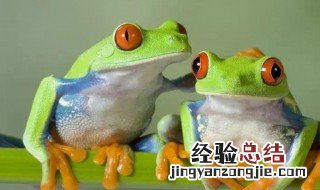 蟾蜍和癞蛤蟆的区别是什么 蟾蜍和癞蛤蟆的区别