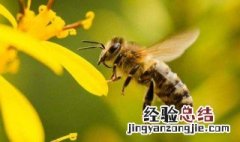 蜜蜂叮一下怎么处理 被蜜蜂叮的急救方法