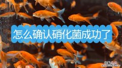 怎么确认硝化菌成功了