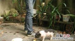 荷兰猪臭怎么办如何让荷兰猪味道小一些