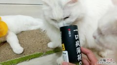 猫薄荷怎么用