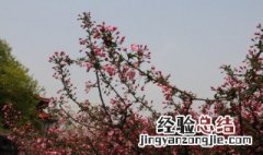 桃花劫是什么意思? 桃花劫简单介绍