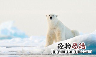 科学家怎样计算野生动物数量 怎么统计野生动物数量