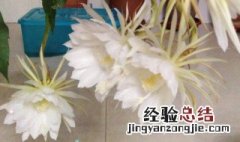 昙花的养殖方法 昙花的养殖方法和修剪