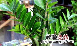 梦见金錢树开花是什么预兆 金錢树开花是什么预兆